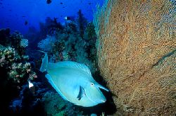 Unicornfish - Red Sea - Deep South Egypt - Nikonos v - 20... by Eduardo Lima 
